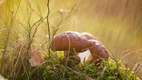 Setas-En-Un-Bosque-Soleado-Bajo-La-Lluvia.