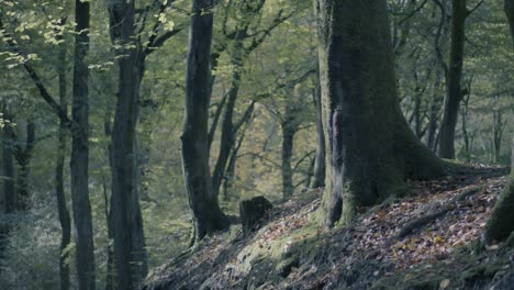 An-autumnal-forest-in-North-West-England-with-yellow-leaves-and-trees