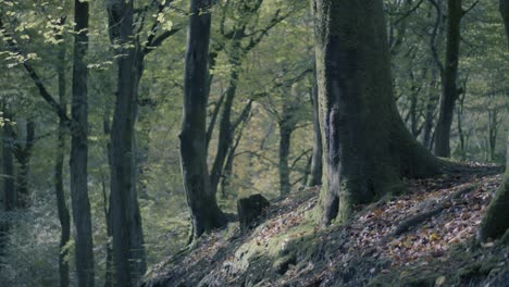 un bosque de otoño en el noroeste de inglaterra con hojas amarillas y árboles