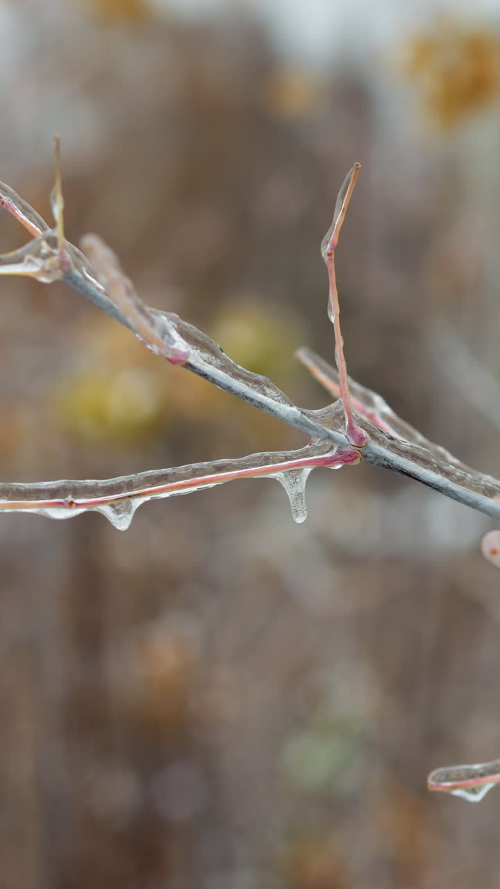 Primo piano di steli d'erba secca e ramoscelli racchiusi in ghiaccio e brina, che rivelano intricate texture congelate e la bellezza naturale invernale in una serena scena all'aperto con un morbido sfondo sfocato