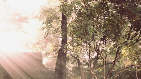 sunbeams filtering through a lush forest