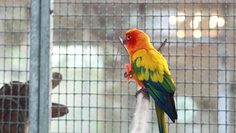 colorful parrot eating at a market in bangkok