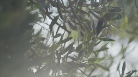 close slow motion shot of olive tree leaves with sun light flares