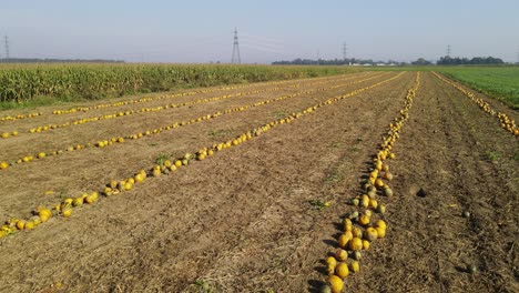 Pumpkin-Field-Ready-for-Halloween-Harvesting-in-Long-Rows-with-an-Aerial-Drone-Shot