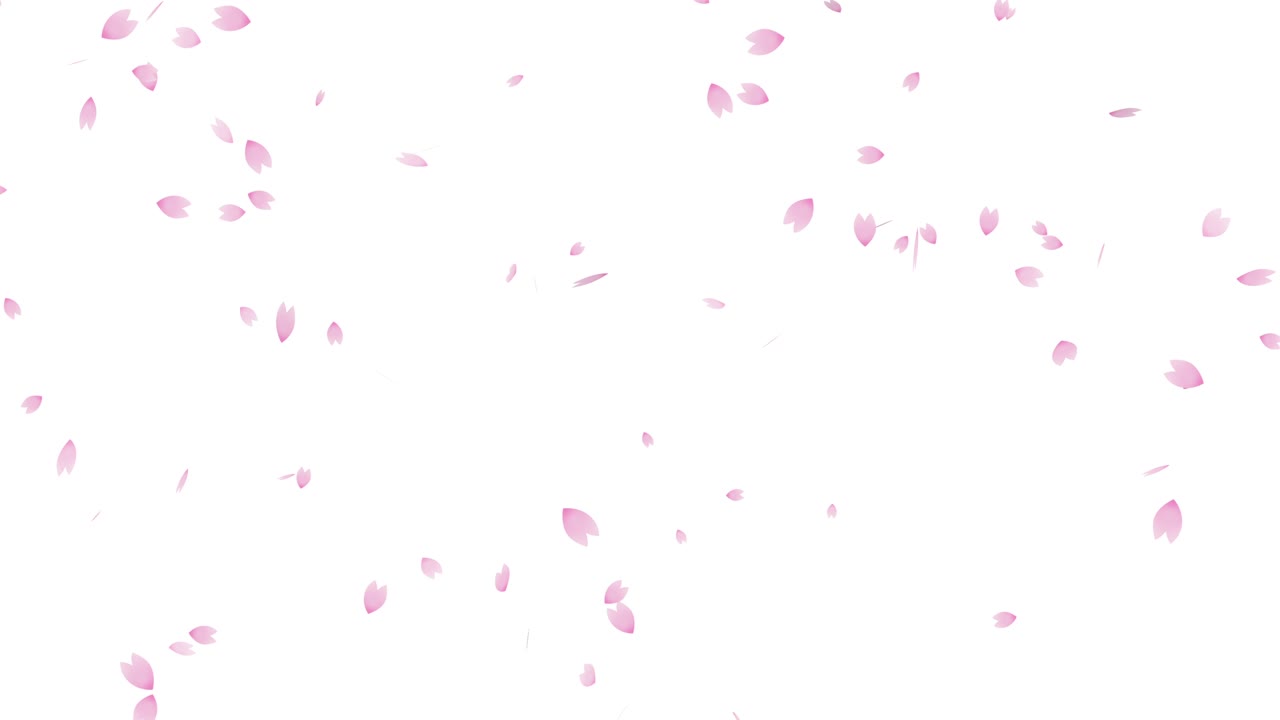 체리 꽃의 폭풍 무결 루프 애니메이션 (백색 배경)