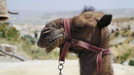 close-up-shot-of-a-camel's-mouth-and-head