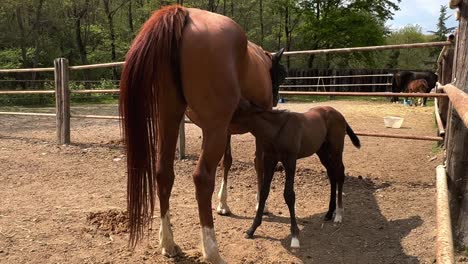 baby foal and mother mare in ranch