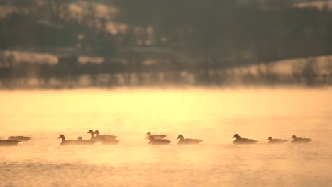 flock of canada geese swimming in misty lake