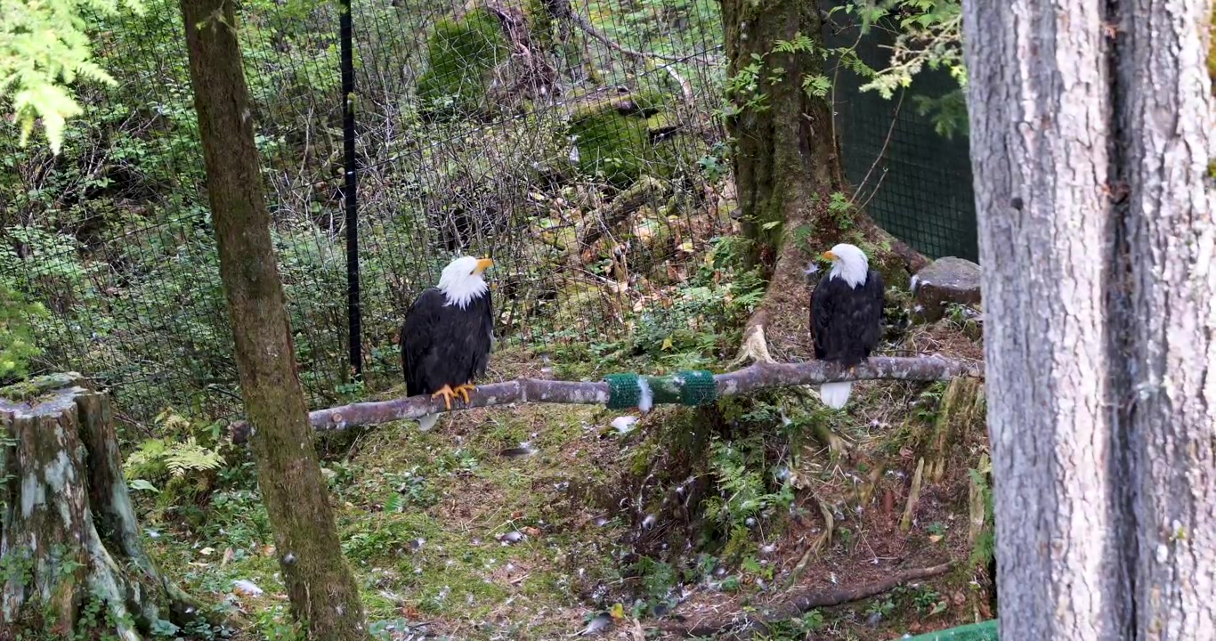 Adult Bald eagles in Sitka, Alaska.