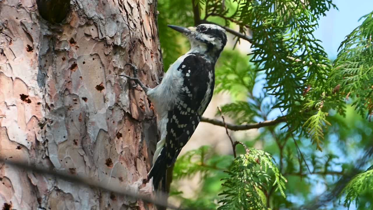 un pájaro carpintero peludo picoteando un pino en el desierto de michigan