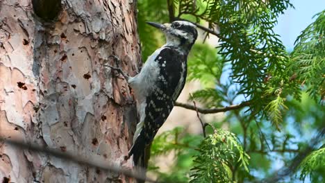 hairy woodpecker pecking pine tree in michigan wilderness