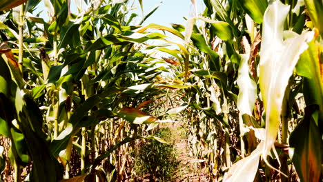 caminando en el campo de maíz para ver cómo será la cosecha, la plantación fue buena