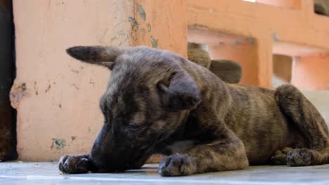 Adorable-Pequeño-Cachorro-Negro-Y-Marrón-Acostado,-Relajado,-Lamiendo-Y-Limpiando-Sus-Patas-Sucias,-Cerca-De-Un-Lindo-Perro-Pequeño