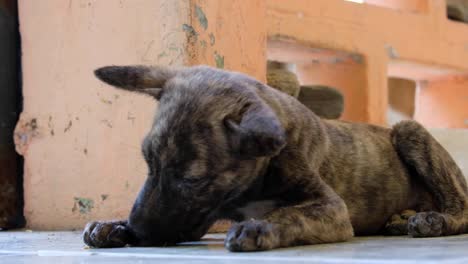 adorable tiny black and brown puppy laying down, relaxing, licking and cleaning its dirty paws, close up of cute small dog