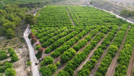 granjero anónimo conduciendo un tractor rociando pesticidas en limoneros