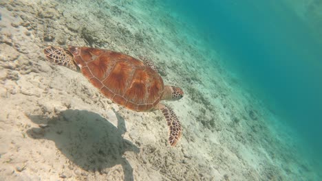 Vida-Marina-Tortuga-Tropical-En-La-Naturaleza-Salvaje