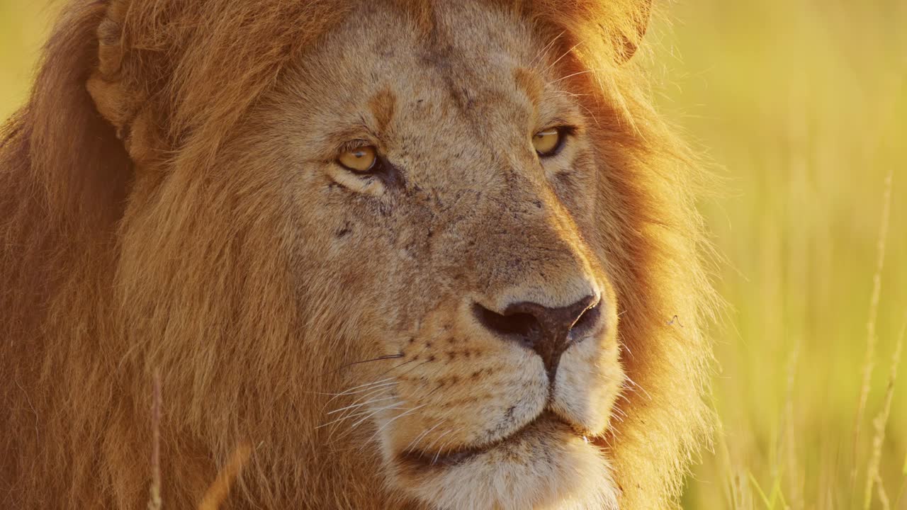 áfrica vida silvestre león macho de cerca, animales de safari africanos en maasai mara en kenia, hermoso retrato a la luz dorada del sol, reserva nacional de masai mara, amanecer cálido luz del sol naranja