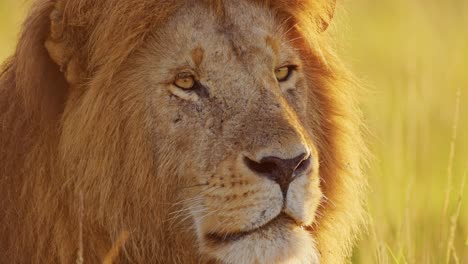 León-Macho-De-La-Vida-Silvestre-De-áfrica-De-Cerca,-Animales-De-Safari-Africanos-En-Maasai-Mara-En-Kenia,-Hermoso-Retrato-A-La-Luz-Del-Sol-Dorada,-Reserva-Nacional-De-Masai-Mara,-Amanecer-Matutino-Cálido-Sol-Naranja