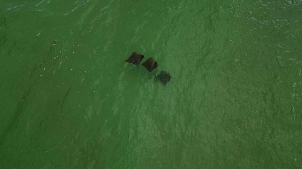 멕시코 만에서 표류하는 세 개의 쥐가오리