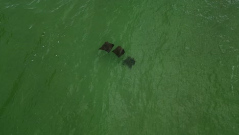 Three-manta-rays-drifting-around-in-the-Gulf-of-Mexico