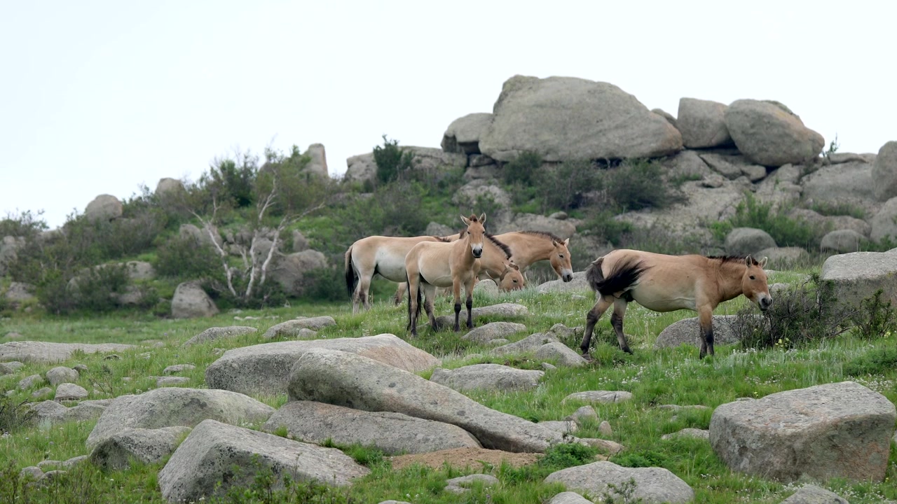 Ngựa Przewalski gặm cỏ trong phong cảnh núi đá