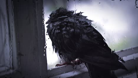 wet dove sitting on windowsill during rain