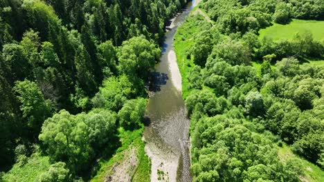 serene steam flowing through green lush forest in southern poland