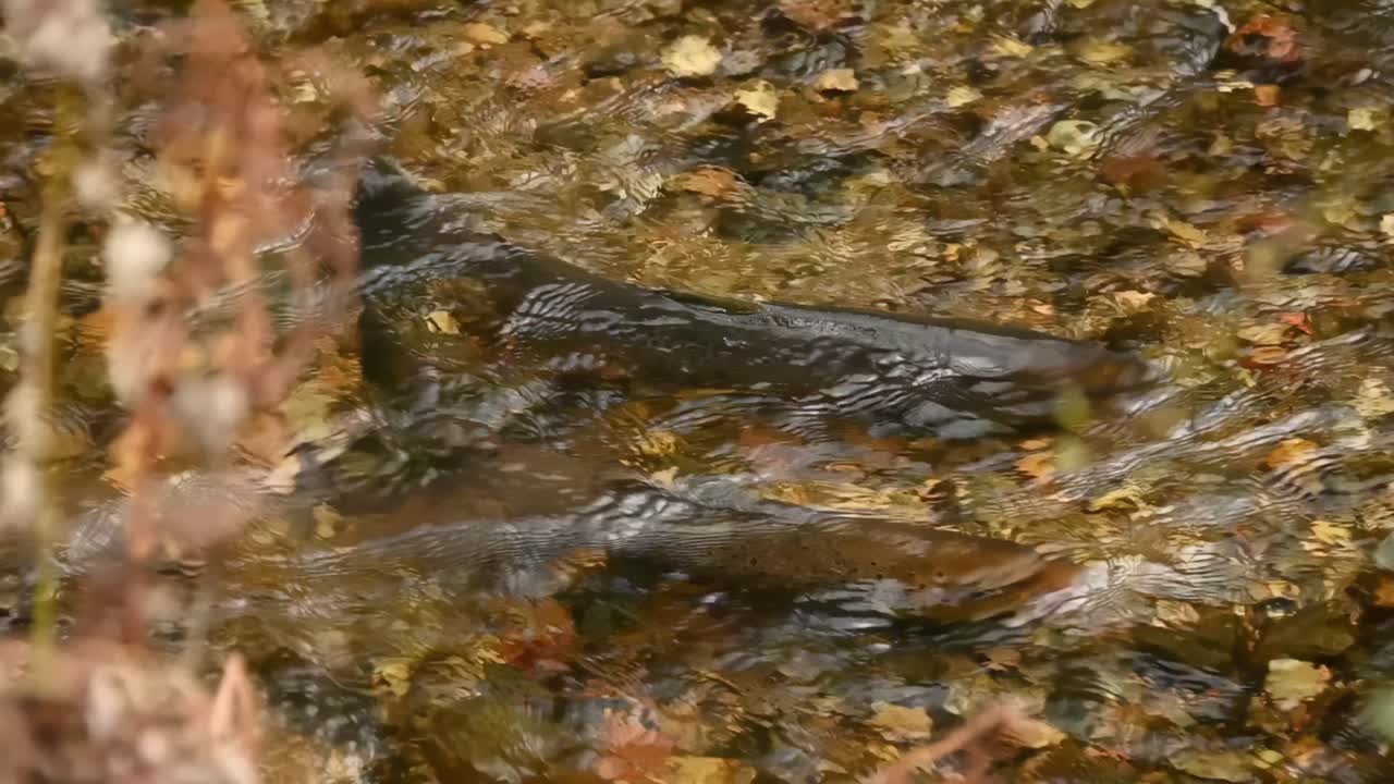 Two anadromous sea trout spawning in Granvin River in Norway, top down view, very shallow water.