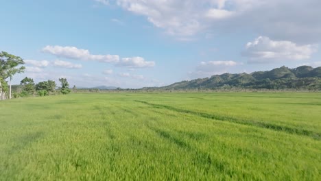 Aerial-forward-flyover-green-rice-fields-with-mountains-range-in-background-during-sunny-day---Sabana-de-la-Mar,Dominican-Republic