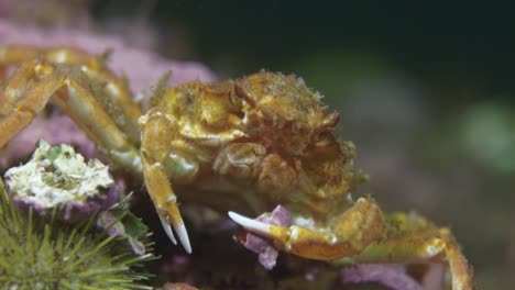 pequeño cangrejo decorador de cerca en 60 fps en 4k cámara lenta