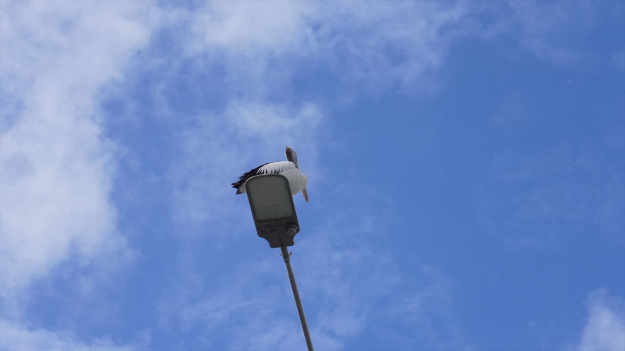 Pengambilan gambar sudut rendah seekor pelikan Australia tunggal dengan latar langit biru