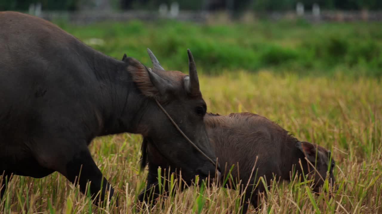 Close-up of mother buffalo protect young born calf in slow motion, Vietnamese Water Buffalo deep focus