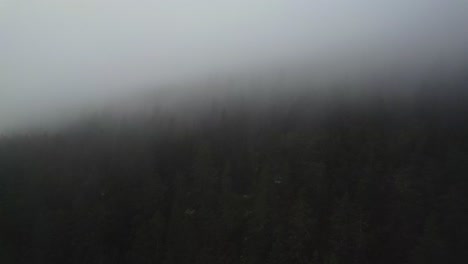 dark eerie woodland covered in dense fog