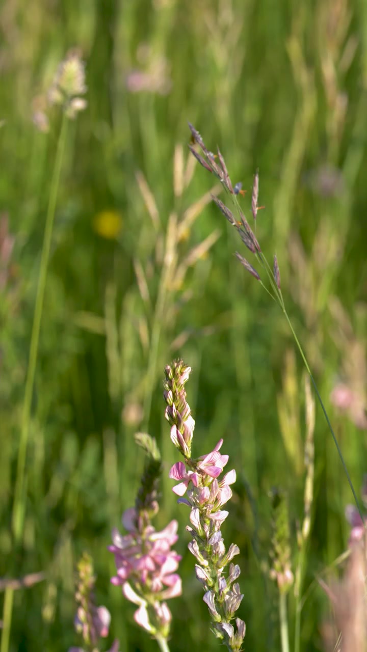 Primo piano di fiori selvatici rosa che ondeggiano dolcemente in un rigoglioso prato verde estivo sotto la luce del sole.