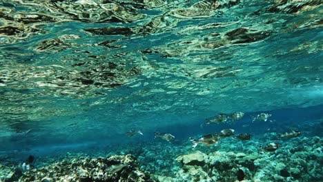 Paisaje-Submarino-Con-Escuela-De-Kuhlia-Mugil,-Flagtail-Barrado-Nadando-Bajo-Las-Olas-Del-Océano-Azul