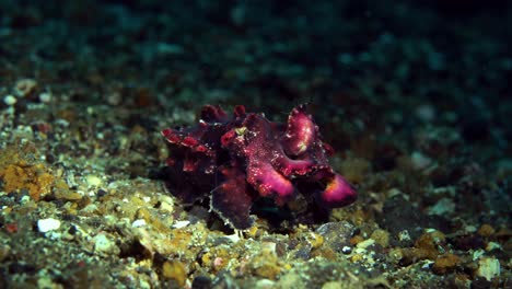 flamboyant cuttlefish lembeh indonesia 4k 25fps