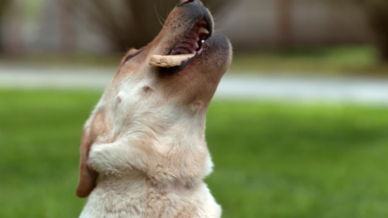 Closeup of dog catching treat in slow motion