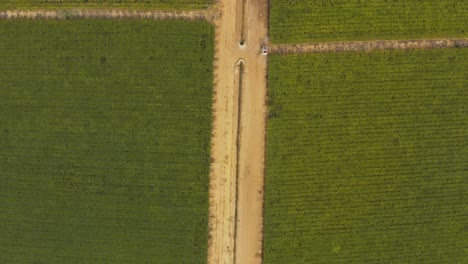 Vista-Aérea-Superior-De-Un-Camino-De-Tierra-Entre-Campos-De-Vides-De-Uva-En-Un-Viñedo-En-Brasil