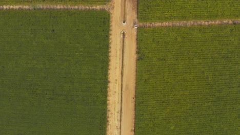 vista aérea superior de un camino de tierra entre campos de vides de uva en un viñedo en brasil