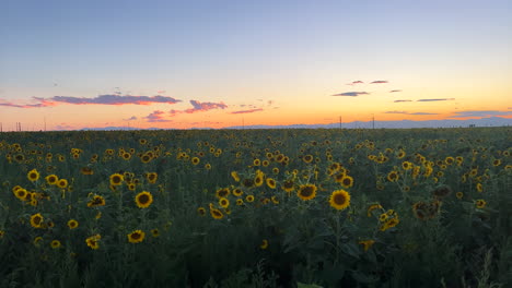 Naranja-Atardecer-Campo-De-Girasol-Granja-Montaña-Rocosa-Rango-Frontal-Llanuras-Horizonte-Nubes-Temprano-En-La-Tarde-Pintoresco-Aeropuerto-Internacional-De-Denver-Norteamericano-Estados-Unidos-Colorado-Kansas-Nebraska-Lento-Pan-Derecha