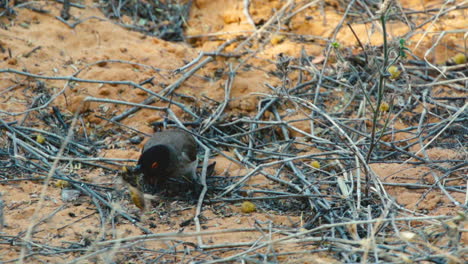 Red-eyed-bulbul-on-ground-with-prey-in-its-beak---large-insect-or-butterfly