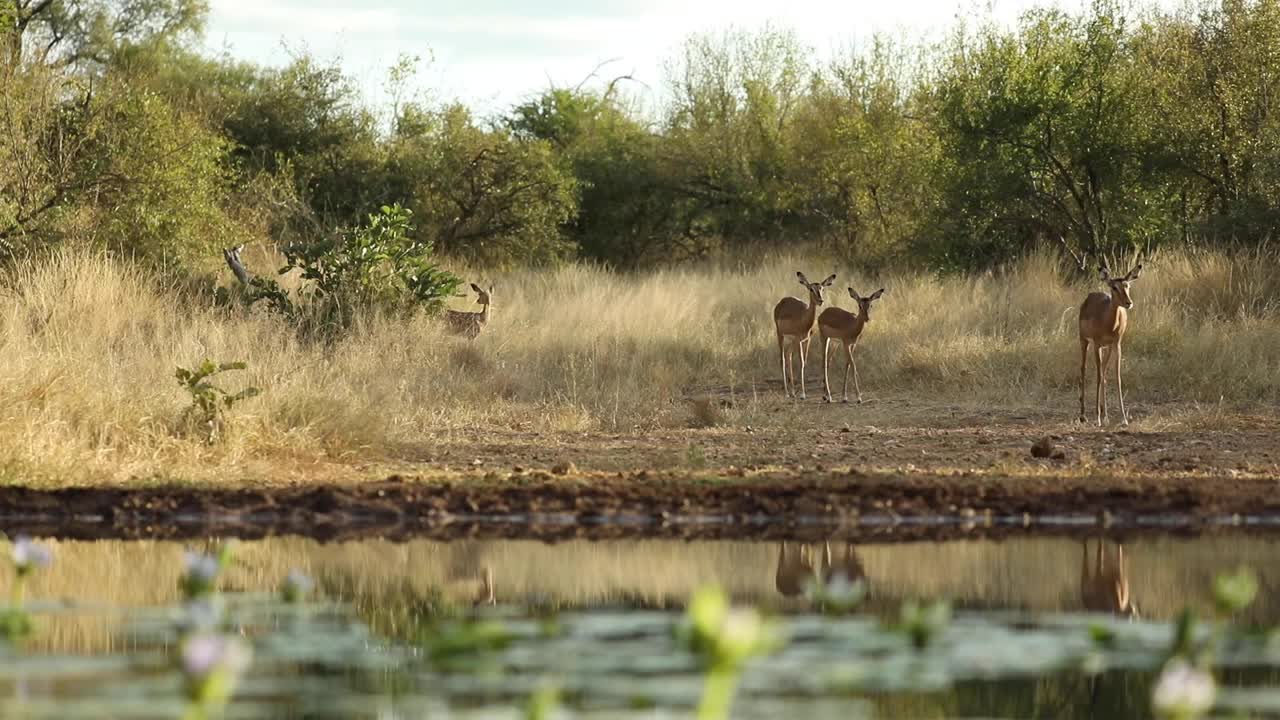 Wide shot of four impalas walking out the bushes towards a waterhole, Greater Kruger.