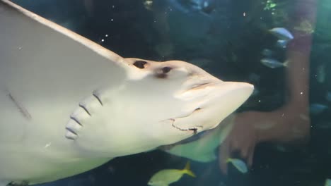 stingray in aquarium