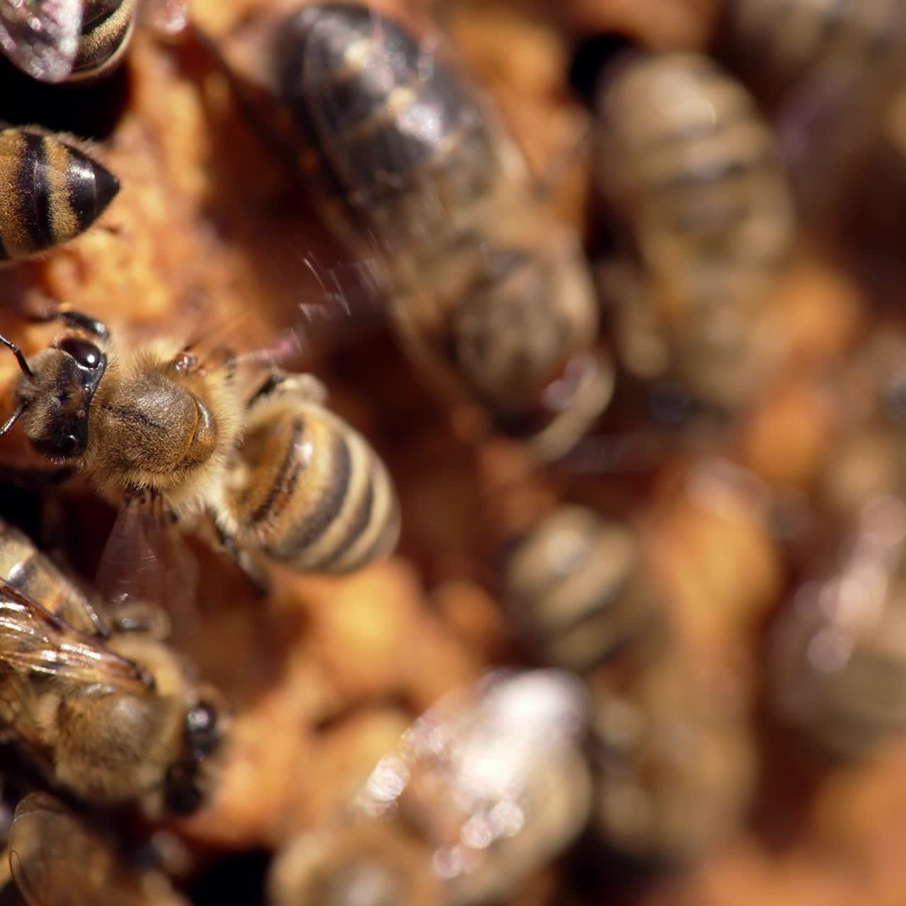 Bees on honeycomb. Bees sealing honey cells full of fresh honey. Honey insects waving wings on blur background. Macro shot