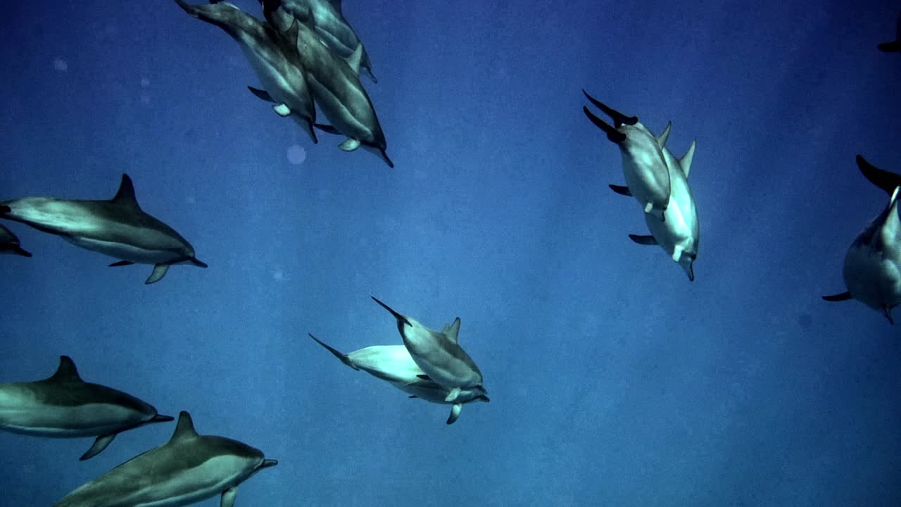 깊고 푸른 바다에서 햇빛을 받으며 헤엄치는 아름답고 장난기 많은 병코 돌고래 떼