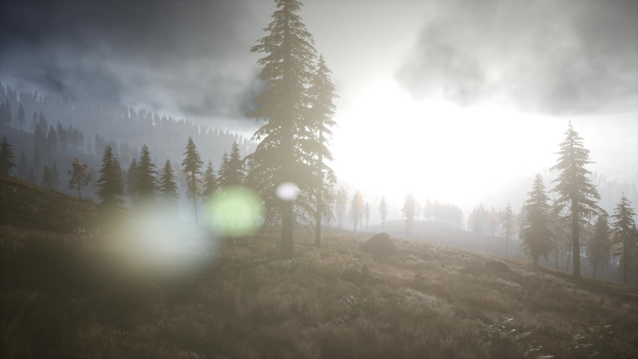 rayos de sol a través de los árboles