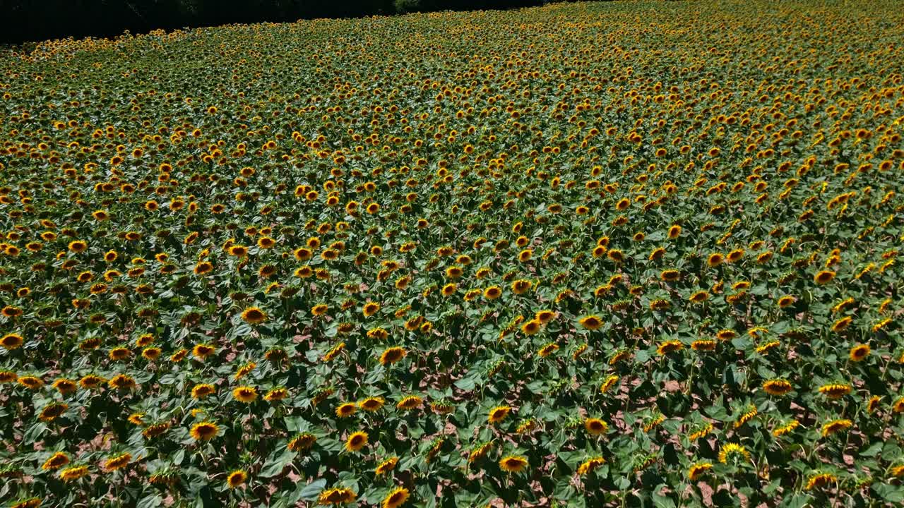 Sunflower field in full bloom stretching across farmland under blue sky, aerial establishing view, panoramic dolly