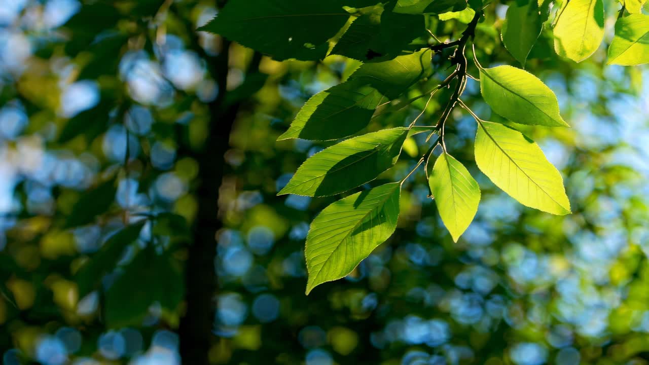 Sunlight filters through vibrant green leaves, captured from a low-angle shot, creating a serene