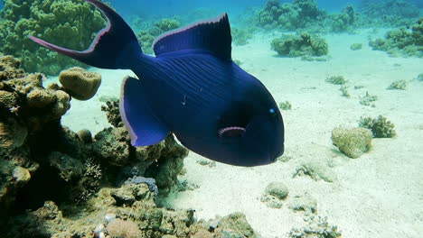 slow dolly in on red toothed triggerfish, odonus niger, swimming near coral reef