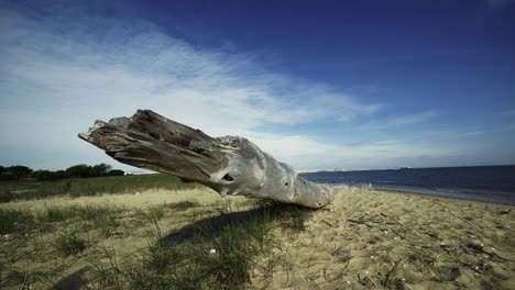 Toter-Baum-Am-Strand